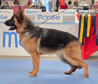 Pastore Tedesco cucciolona