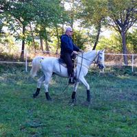 Cavallo arabo