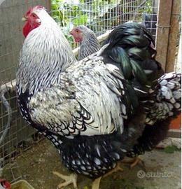 Galline