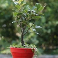 Bonsai Quercia