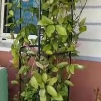 Hoya decennale con struttura 