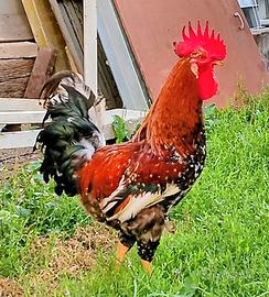 Gallo Millefiori di Lonigo