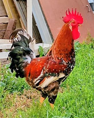 Gallo Millefiori di Lonigo