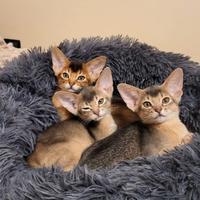 Abissini gattini