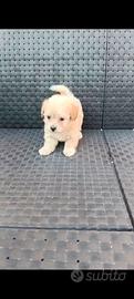 Maltipoo