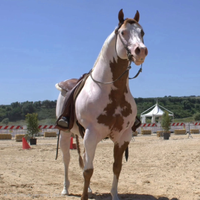 Puledra