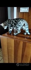 Gatti bengala