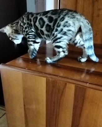 Gatti bengala