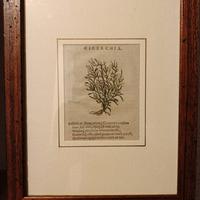 stampe xilografie originali 