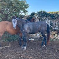 Vendita allevamento cavalli P.R.E Andalusi