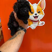 Barboncino toy maschio black