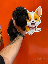 Barboncino toy maschio black