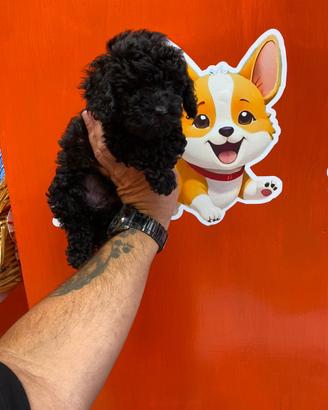 Barboncino toy maschio black