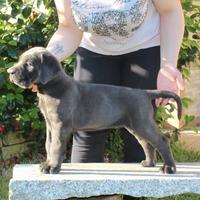 Cuccioli cane di Cane Corso