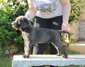 Cuccioli cane di Cane Corso