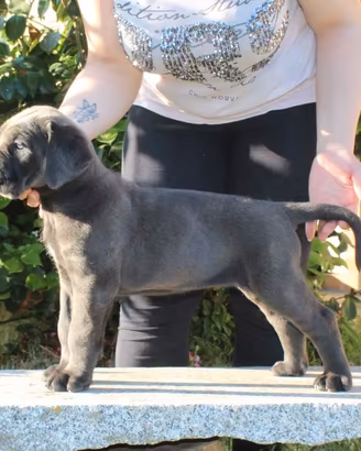 Cuccioli cane di Cane Corso