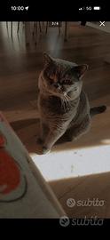 British shorthair/scottish straight