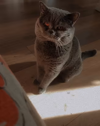 British shorthair/scottish straight