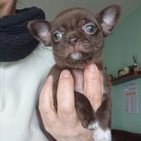 Chihuahua maschietti con pedigree