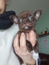Chihuahua maschietti con pedigree