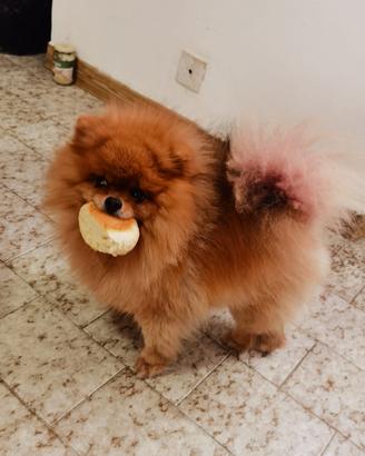 ACCOPPIAMENTO volpino pomerania TOY orange 2kg