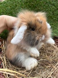 Coniglio nano