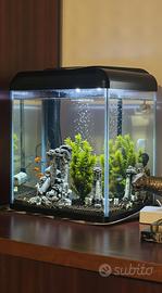 Acquario completo