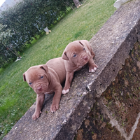 2 femmine di pitbull