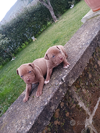 2 femmine di pitbull