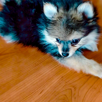 Volpino Pomerania toy femmina