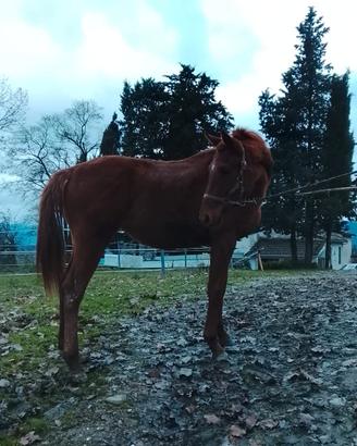 Puledra