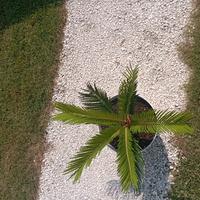 cycas cicas revoluta