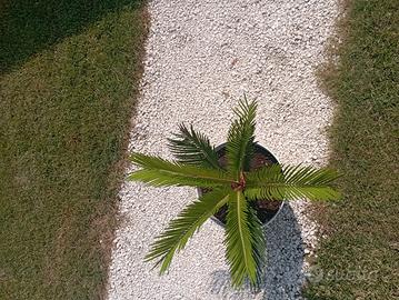 cycas cicas revoluta