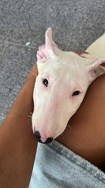 Cuccioli bull terrier standard