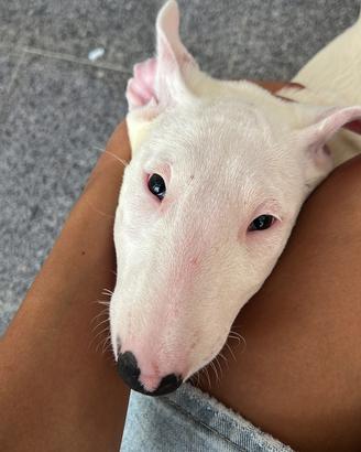 Cuccioli bull terrier standard