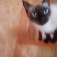 Gattina Siamese dolce affettuosa Con problema