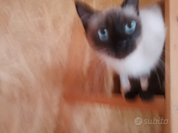 Gattina Siamese dolce affettuosa Con problema