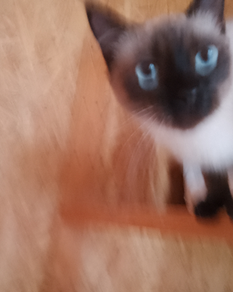 Gattina Siamese dolce affettuosa Con problema