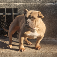 American bully femmina in affido