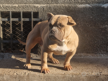 American bully femmina in affido