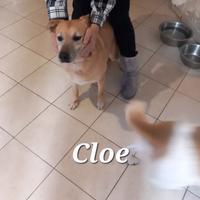 Do in adozione due cani taglia media