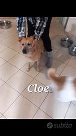 Do in adozione due cani taglia media