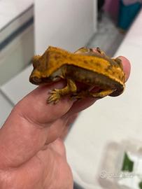 Geco ciliatus baby