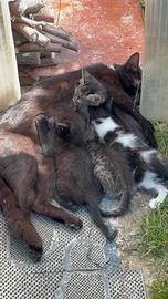 Gattini nati il 20/04/2026