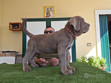 Mastino napoletano
