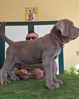 Mastino napoletano