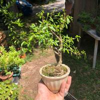 Talee Bonsai di Serissa