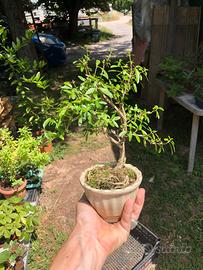 Talee Bonsai di Serissa