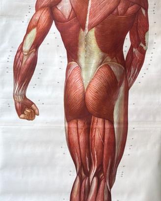 Poster medico Deutsches Hygiene Museum