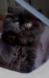 Cuccioli di Gatto Persiano